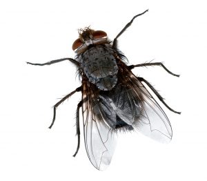 Residential Pest Removal Tulsa